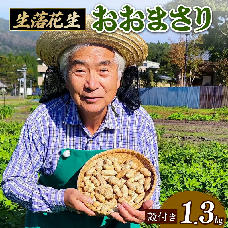 楽天新潟県新発田市【ふるさと納税】 【先行受付】 生落花生 おおまさり 1.3kg 落花生 らっかせい ピーナッツ おつまみ ビール に合う おやつ お菓子 菓子 特産品 野菜 つぐちゃん畑 新潟 新潟県 新発田産 新発田市 tsuguchan005