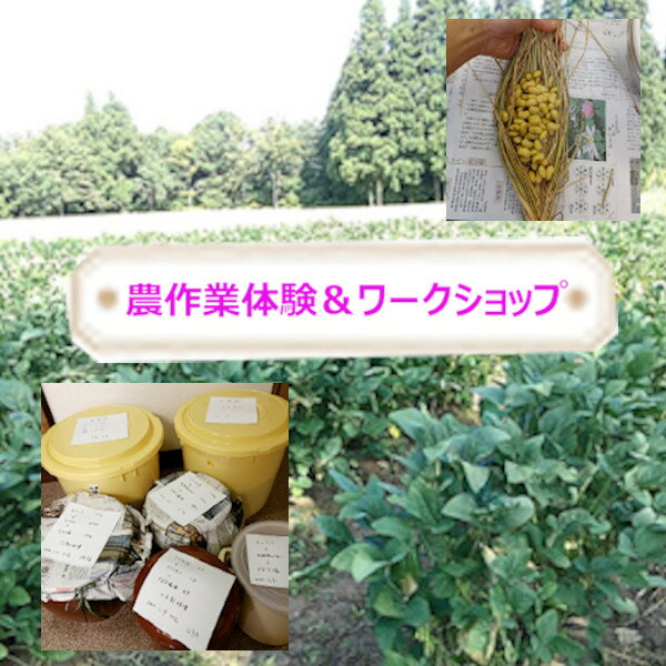 里山を守ろう[自然栽培大豆のオーナー]味噌・納豆づくり r05-027-006