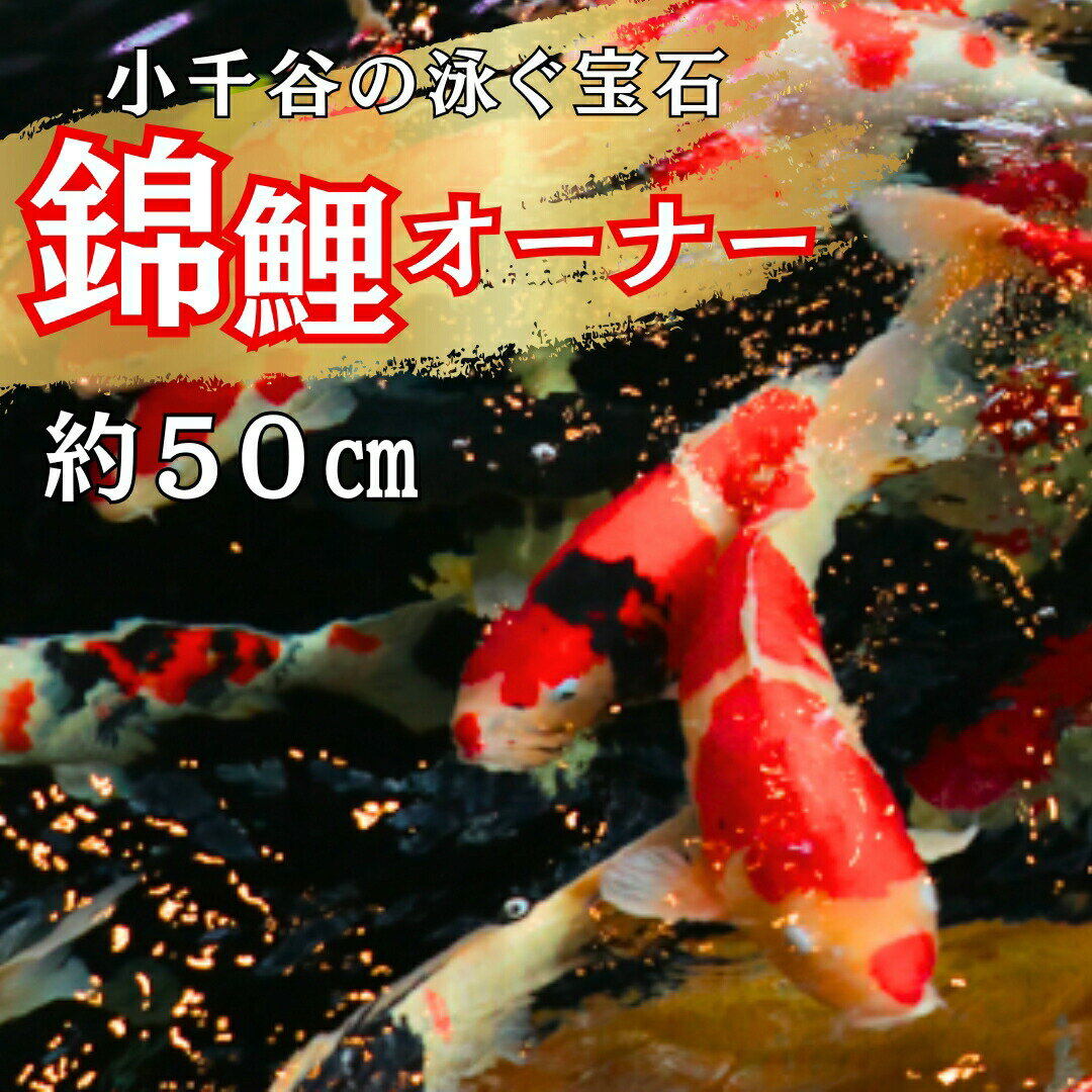 【ふるさと納税】【世界に誇る泳ぐ宝石】錦鯉オーナー サイズ50cm前後 | オーナー 錦鯉 ニシキゴイ 鯉 コイ 生体 新潟県 小千谷市 【0002-0175-...