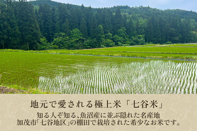 【ふるさと納税】令和5年産 新潟県加茂市 七谷産 棚田米コシヒカリ 精米25kg（5kg×5）選べる配送回数（通常配送1回～定期便12回）白米 加茂有機米生産組合