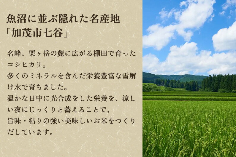 【ふるさと納税】令和5年産 新潟県加茂市七谷産コシヒカリ 精米10kg（5kg×2）選べる配送回数（通常配送1回～定期便12回） 白米 捧運次商店