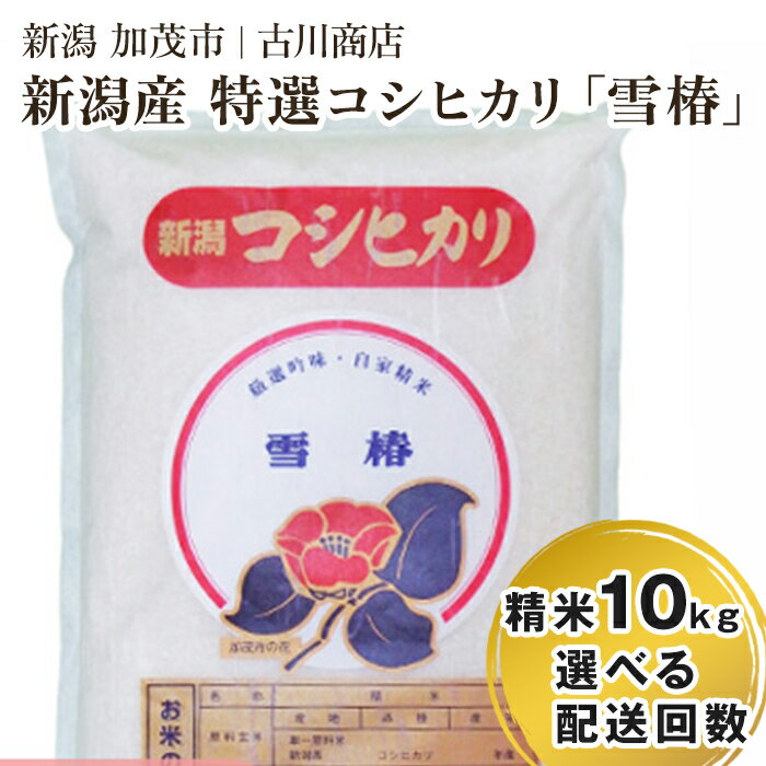 【ふるさと納税】【令和5年産米】新潟県産 特選コシヒカリ「雪椿」精米10kg 選べる配送回数（通常配送1回～定期便12回） 白米 加茂市 お米の専門店 古川商店