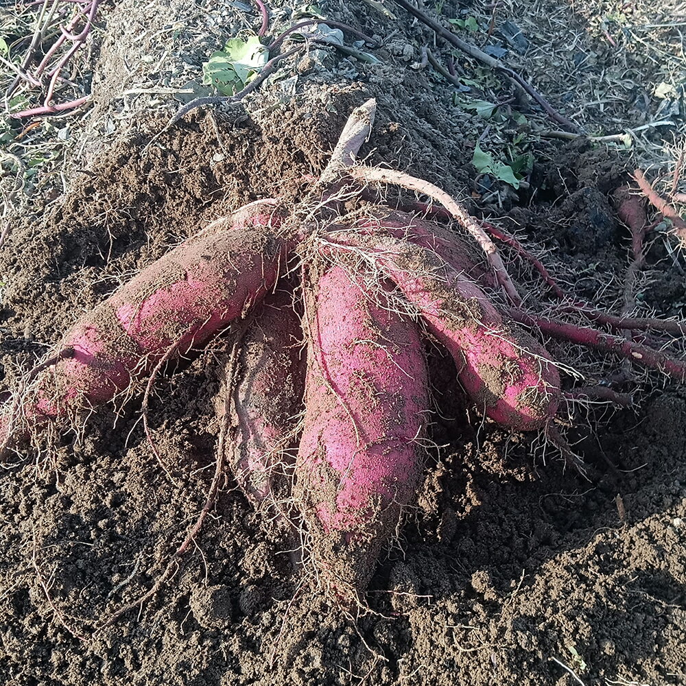 【ふるさと納税】【2024年先行予約】新潟県 加茂市産 紅はるか 【家庭用】選べる「2.5kg」or「5kg」or「10kg」《11月上旬以降発送》 人気 さつまいも 訳あり 家庭用 さつまいも 熟成 さつまいも しっとり甘みの強い さつまいも 焼き芋 焼芋 スイートポテト 加茂市 織原農園