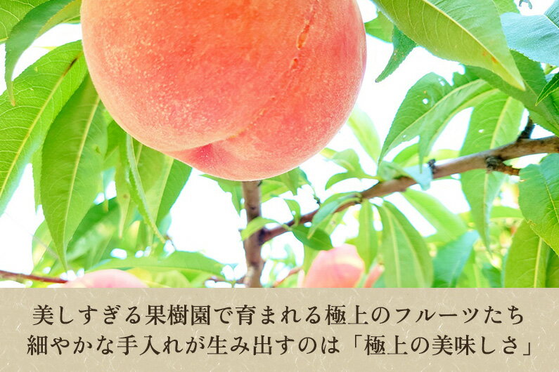 【ふるさと納税】【2025年先行予約】たかはし果樹園 謹製 桃と梨の内容おまかせ詰め合わせ 選べる3〜5kg《8月中旬から発送》 新潟県産 果物 フルーツギフト 秋の味覚 産地直送 加茂市 たかはし果樹園
