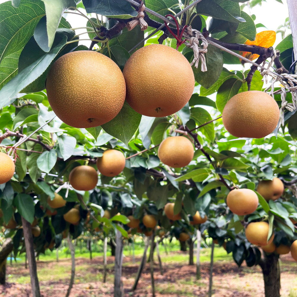 【ふるさと納税】【2025年先行予約】和梨 あきづき 約5kg 新潟県産《9月下旬～配送予定》 果物 フルーツギフト 秋の味覚 産地直送 加茂市 西村農園のサムネイル