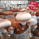 【ふるさと納税】【2025年先行予約】加茂市の生しいたけ 「約500g」or「約1kg」 《10月下旬~順次発送》青木農園で栽培された椎茸 きのこ 秋の味覚 加茂市 マルダイ 有本商店