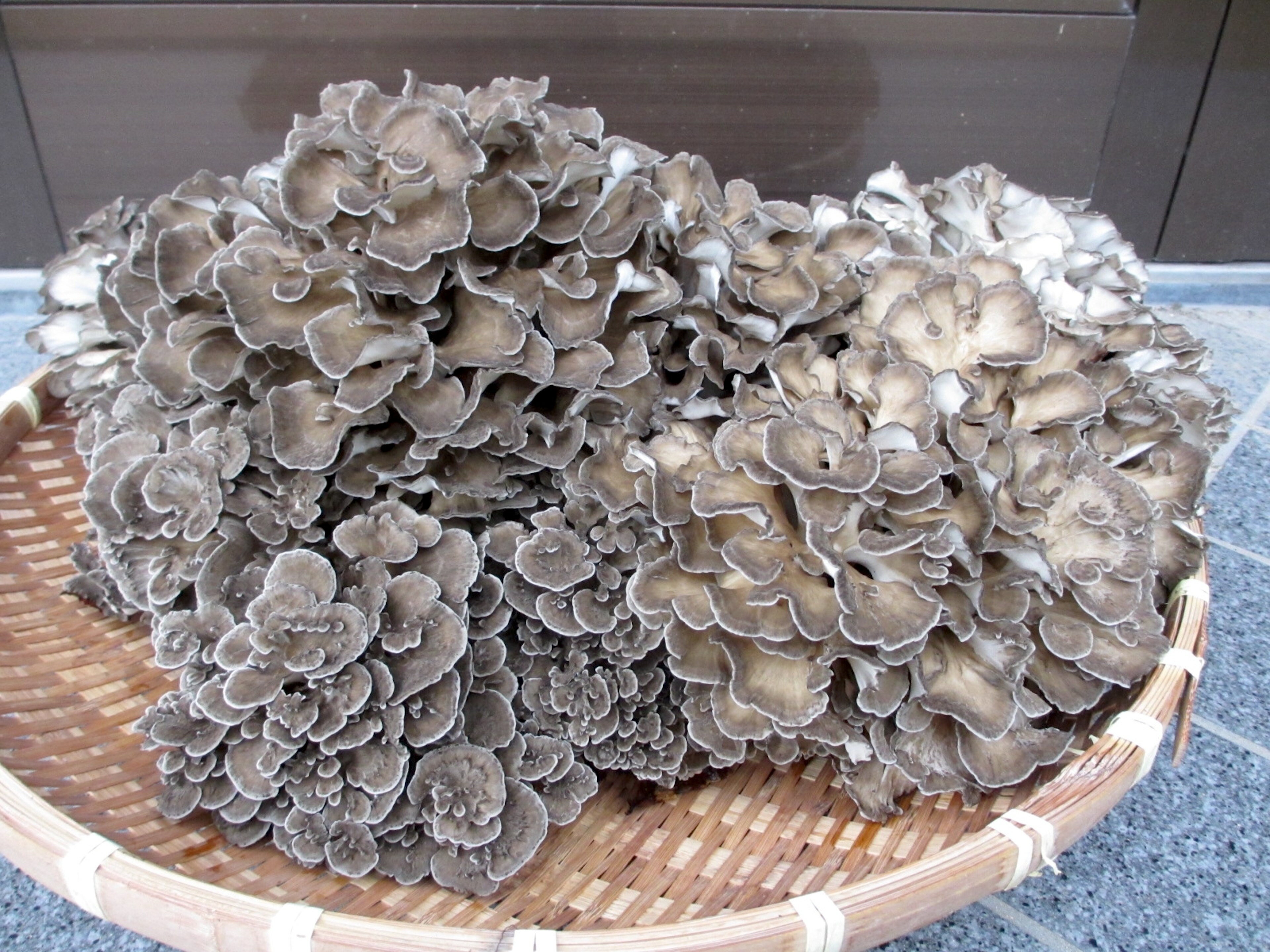 【ふるさと納税】加茂市七谷産 薬師舞茸 1kg《10月中旬以降発送》薬師まいたけ舞茸 きのこ 加茂市の特産 秋の味覚 加茂市 LIKE7のサムネイル