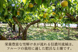 【ふるさと納税】【2024年先行予約】和梨 幸水 3Kg（7～10玉）新潟県産《8月中旬以降発送》こうすい 果物 フルーツギフト 秋の味覚 加茂市 梨工房みつば会･･･ 画像2