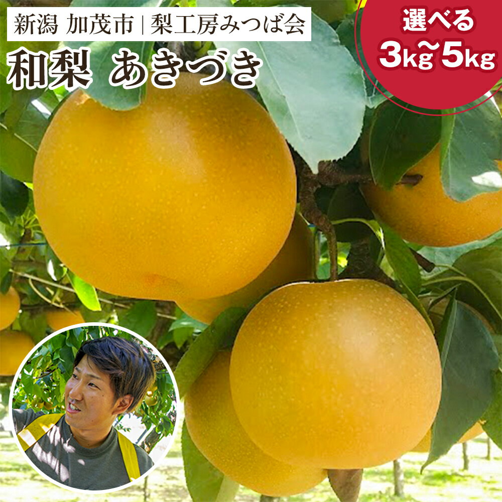 [2024年先行予約]新潟県産 和梨 あきづき「3kg(6〜9玉)」or「5kg(9〜14玉)」[9月中旬以降発送] 果物 フルーツギフト 秋の味覚 加茂市 梨工房みつば会