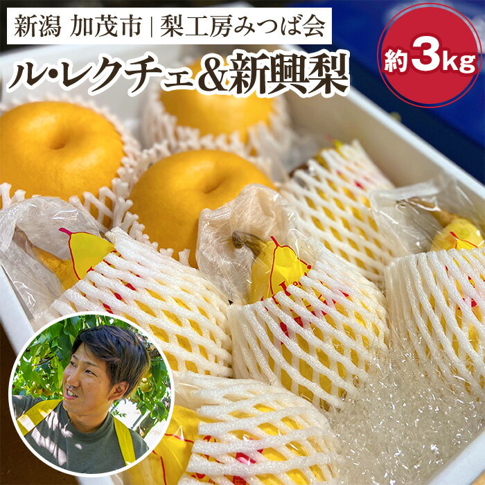 【ふるさと納税】【2025年先行予約】新潟特産 幻の洋梨ル・レクチェ＆新興梨 詰合せセット 約3Kg （ル..