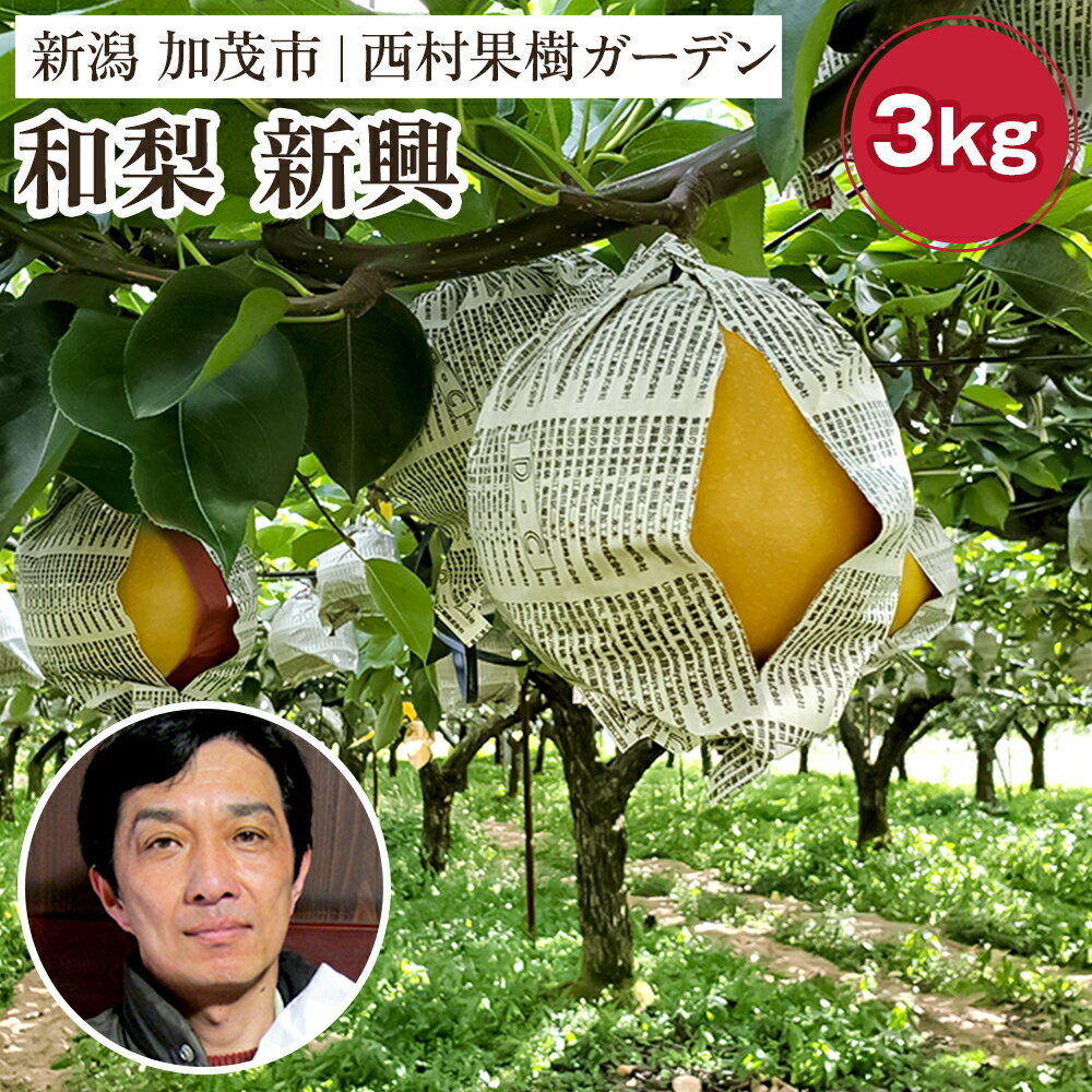 [2025年]西村の黒酢ミネラル栽培「新興」3kg(4〜9玉)[11月上旬〜順次発送] 和梨 なし ナシ 日本梨 しんこう フルーツ 果物 西村果樹ガーデン 加茂市