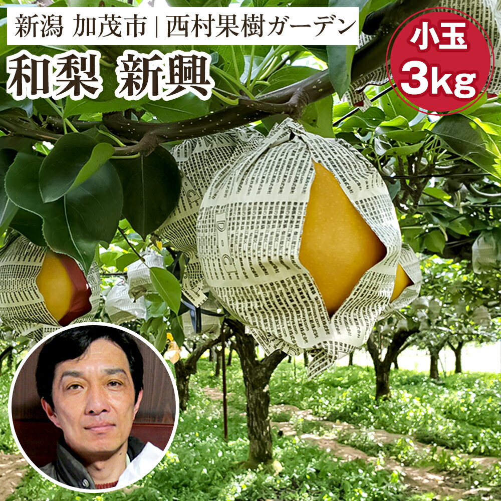 [2025年]西村の黒酢ミネラル栽培「新興」(小玉)3kg(7〜10玉)[11月上旬〜順次発送] 和梨 なし ナシ 日本梨 しんこう フルーツ 果物 西村果樹ガーデン 加茂市