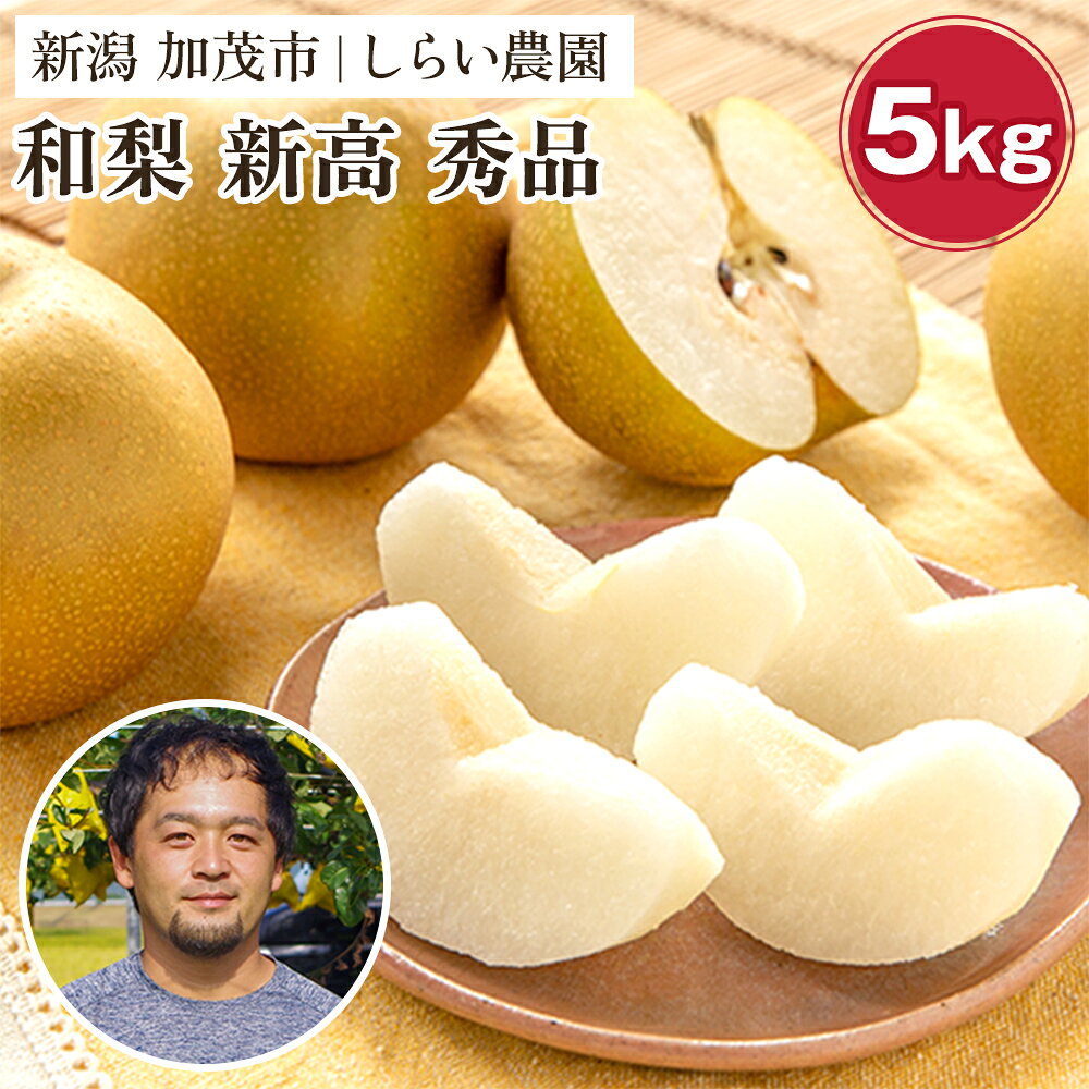 【2024年】しらい農園の和梨 新高 秀品5kg（6〜14玉） 《10月中旬から順次発送》 果実 フルーツ 贈答 ギフト 甘くてジューシーな梨 なし 新高 にいたか 加茂市 しらい農園