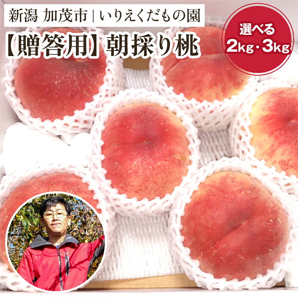 【ふるさと納税】【贈答用】朝採り桃 「約2kg」or「約3kg」 《7月下旬より順次発送》 新潟県産 果汁たっぷりの新鮮な桃 朝採り発送 産地直送 果物 フルーツ 加茂市 いりえくだもの園