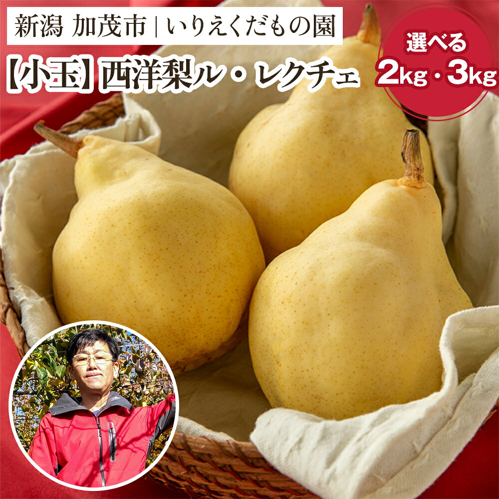 【2024年】【小玉】 西洋梨ル・レクチェ 選べる 「約2kg」 or 「約3kg」《11月下旬以降発送》幻の洋梨 フルーツ 果物 贈答 新潟の冬の味覚 加茂市 いりえくだもの園