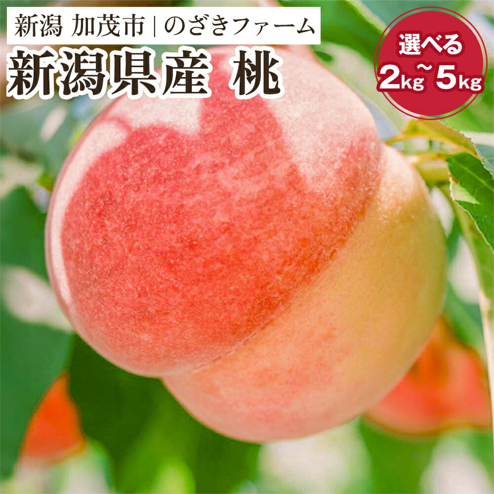 [2025年先行予約]新潟県産 桃 選べる「2kg」or「3kg」or「5kg」[7月中旬〜順次出荷]果物 くだもの フルーツ もも ピーチ 新潟県加茂市 のざきファーム