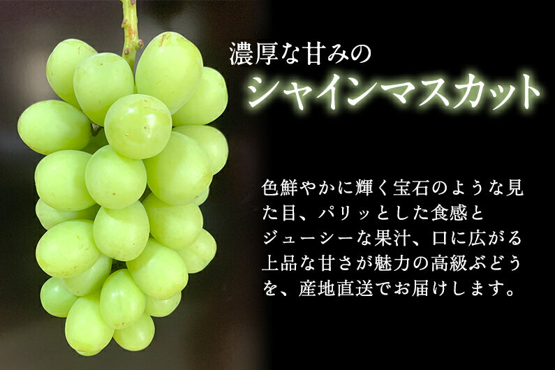 【ふるさと納税】【2025年先行予約】旬の和梨とシャインマスカット詰め合わせ 合計3kg（和梨2kg シャインマスカット2房1kg） 《9月中旬から順次発送開始》 果物 食べ比べ フルーツセット フルーツ ギフト 新潟産 ぶどう 梨 和梨 加茂市 新太郎農園