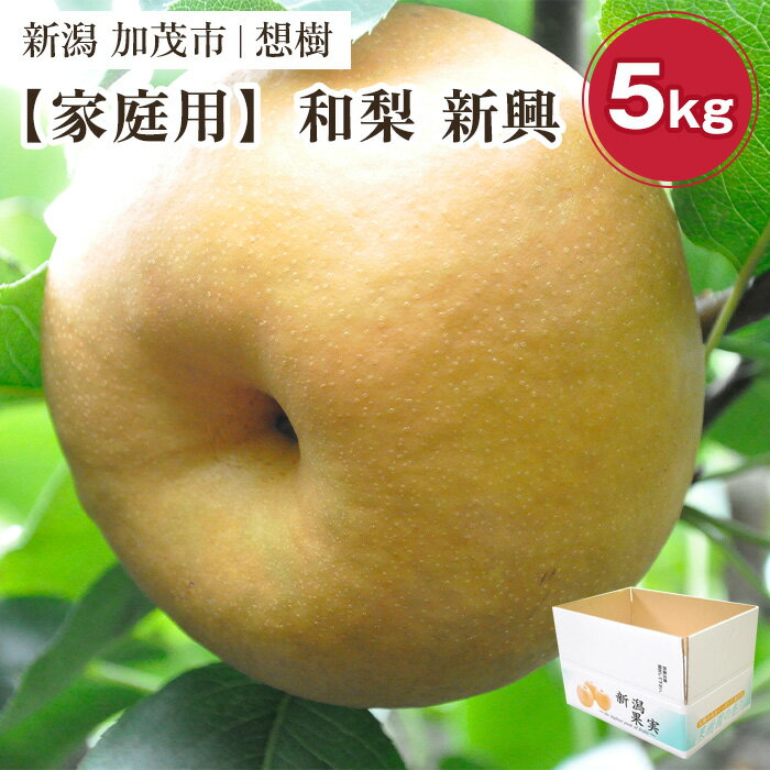 【ふるさと納税】【2025年先行予約】【家庭用】新潟県産和梨 新興 約5kg（6～14玉） 《10月中旬から順次発送》梨 なし ナシ 新興 しんこう 果物 果樹 フルーツ 樹上完熟 加茂果樹専門家集団 加茂市 想樹