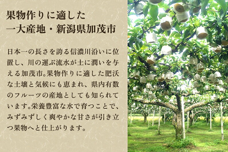 【ふるさと納税】【2026年先行予約】【家庭用】和梨 豊水 選べる「3kg」or「5kg」or「10kg」《9月上旬〜順次発送》果物 なし ほうすい 梨 フルーツ 新鮮 ジューシー 産地 加茂市 樋口農園 f152099-kamo-10001363 新潟県加茂市 サンプル画像3