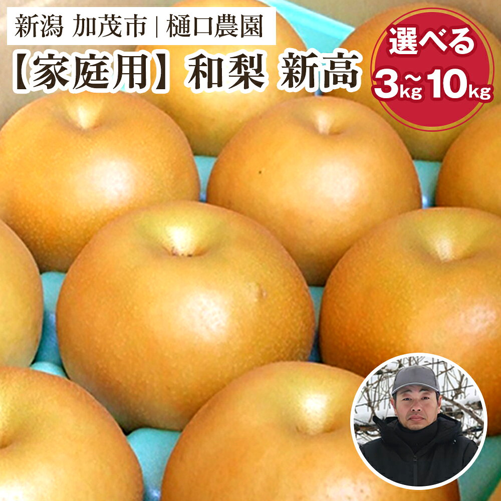 【家庭用】【2026年先行予約】和梨 新高 選べる「3kg」or「5kg」or「10kg」《10月上旬から順次発送》果物 にいたか なし 梨 フルーツ 新鮮 ジューシー 産地 加茂市 樋口農園