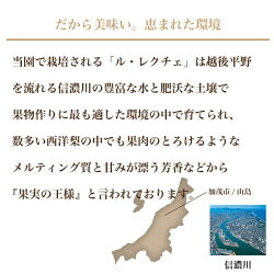 【ふるさと納税】新潟特産 幻の洋梨ル・レクチェ 贈答用 2kg（5～7玉）《2023年11月下旬～出荷》 果物 フルーツギフト 冬の味覚 産地直送加茂市 青柳果樹園･･･ 画像2