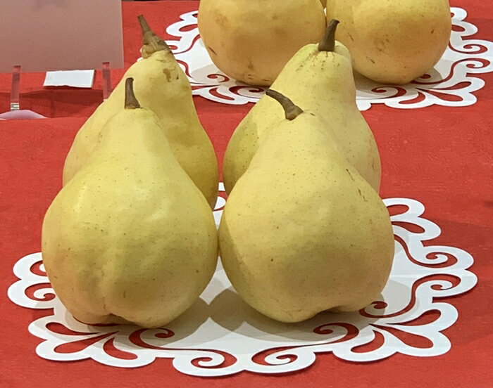 【ふるさと納税】新潟特産 幻の洋梨ル・レクチェ 秀品 約3kg (7〜9玉)《2023年11月下旬から12月中旬》 果物 フルーツギフト 冬の味覚 産地直送加茂市 塩原久七農園のサムネイル