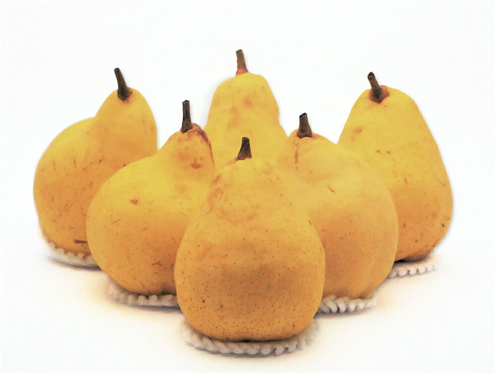 【ふるさと納税】新潟特産 幻の洋梨ル・レクチェ 特選品 約2kg （5〜7玉）《11月下旬から順次発送》 果物 フルーツギフト 冬の味覚 産地直送 加茂市 樋口農園 マルダイ有本のサムネイル