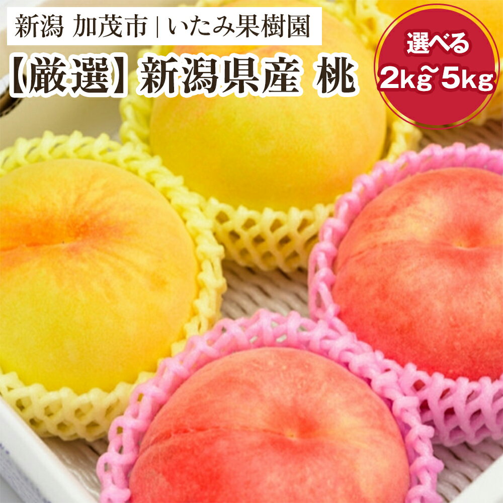 【2024年先行予約】新潟県産 厳選旬のもも 「約2kg」or「約3kg」or「約5kg」 《7月下旬～8月中旬配送予定》果物 フルーツ 桃 加茂市 いたみ果樹園