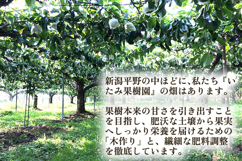 新潟県加茂市の画像3