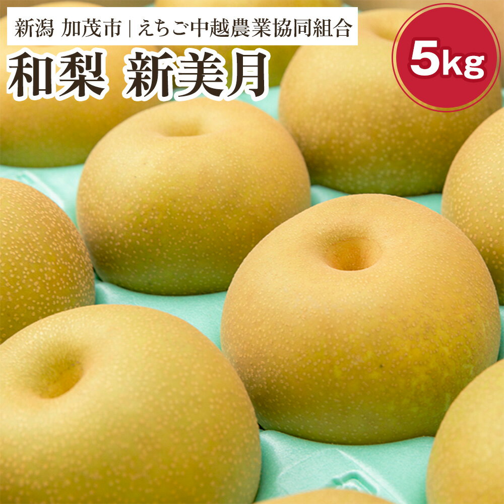 「天果糖逸（てんかとういつ）」 新潟県産和梨 新美月 約5kg（9～12玉）《9月中旬～配送予定》 しんみづき 果物 フルーツ 冬の味覚 産地直送 加茂市 えちご中越農業協同組合