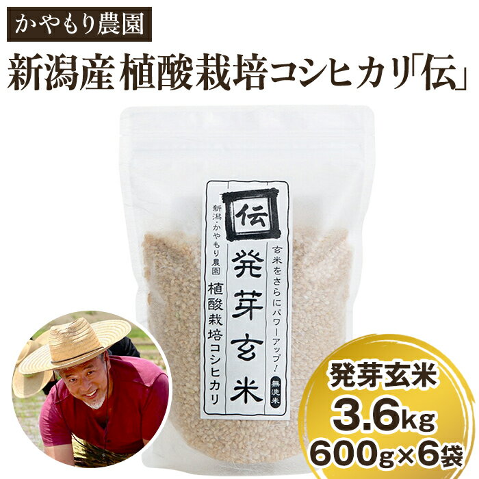 令和5年産 [発芽玄米] 新潟産コシヒカリ「伝」発芽玄米3.6kg（600g×6個）かやもり農園
