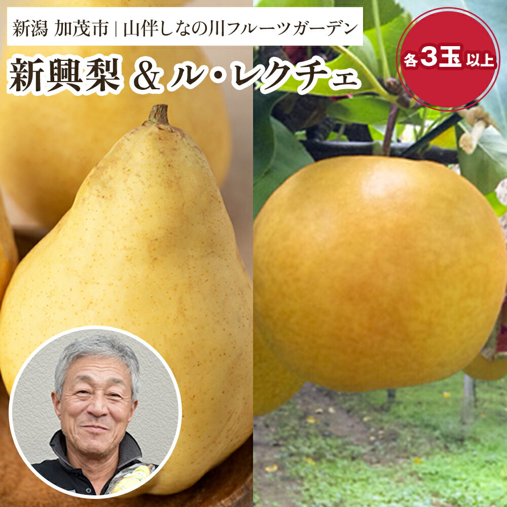 【ふるさと納税】【2025年先行予約】新潟特産 和梨と幻の洋梨ル・レクチェ セット(新興梨 3個 ル・レクチェ 4個)《11月下旬〜お届け》 果物 フルーツギフ...