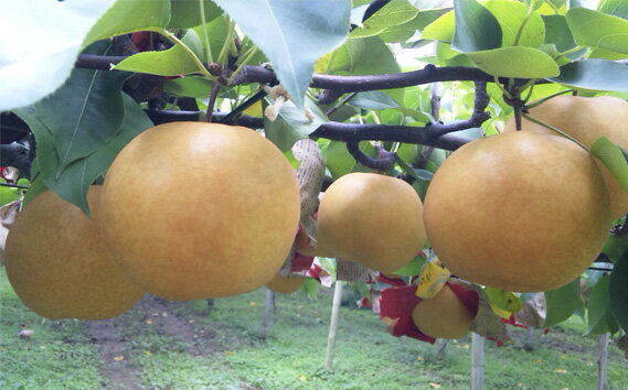 【ふるさと納税】【2025年】和梨 新興 選べる「約3kg」or「約5kg」《11月上旬〜お届け》梨 和梨 しんこう 人気の大玉品種 フルーツギフト 産地直送 加茂市 山伴しなの川フルーツガーデン