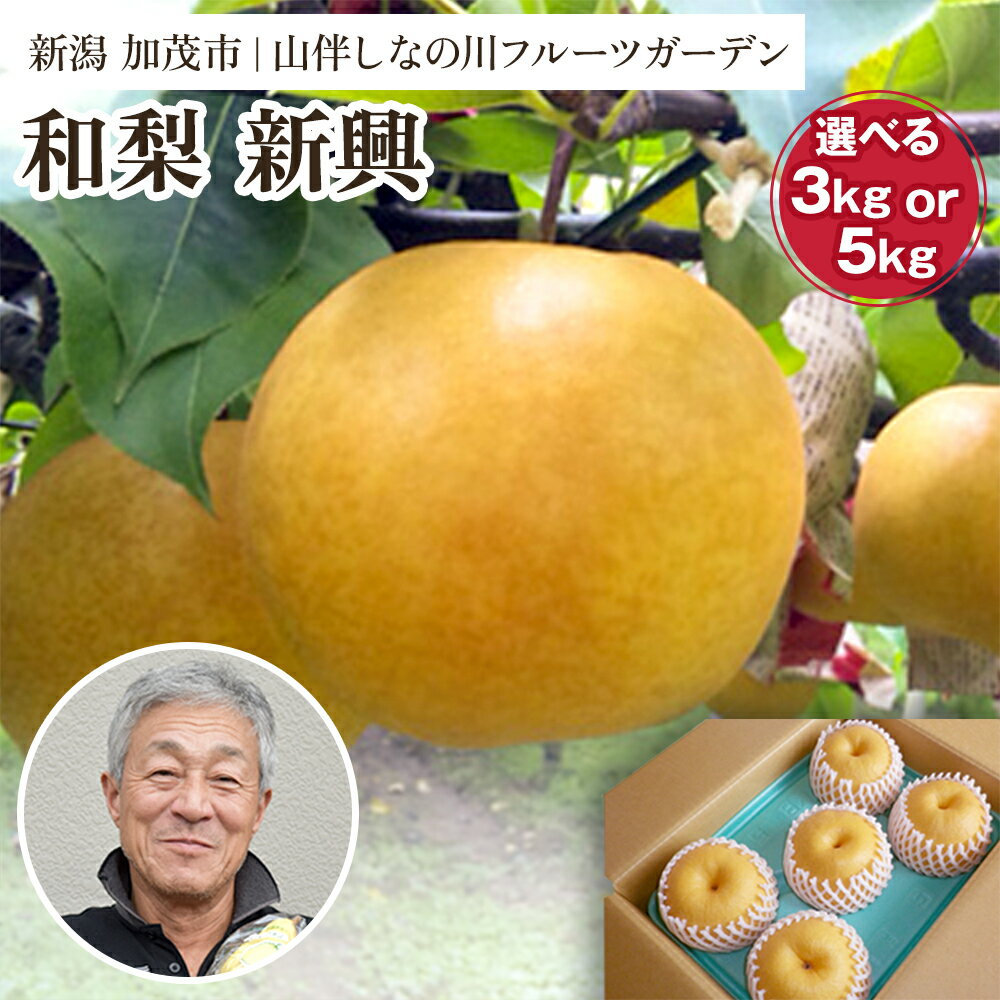 14位! 口コミ数「6件」評価「4.33」【2024年先行予約】和梨 新興 【選べる「約3kg」or「約5kg」】《11月上旬～お届け》梨 和梨 しんこう 人気の大玉品種　フルーツギ･･･ 