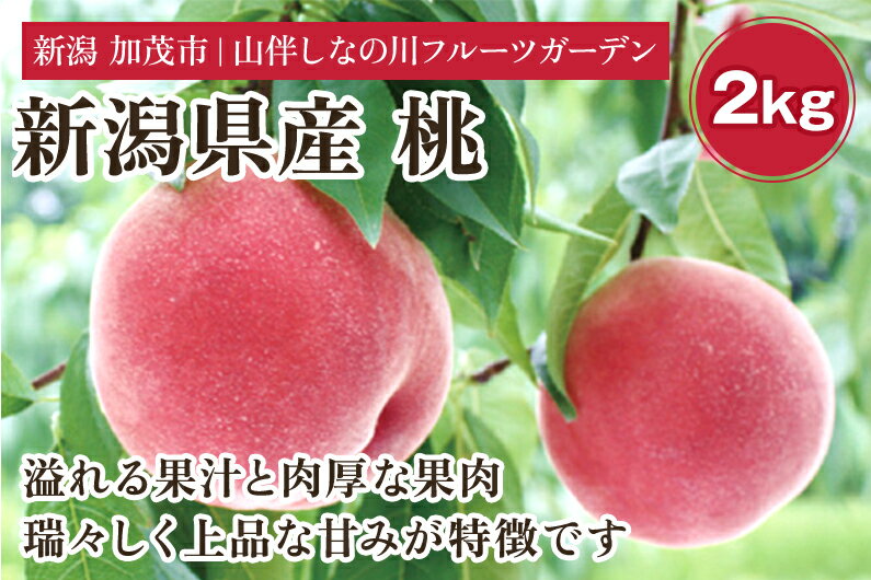 [2024年先行予約]新潟県産 桃 約2kg(約6〜8個)フルーツギフト[7月中旬〜お届け]夏の味覚 産地直送 加茂市 山伴しなの川フルーツガーデン