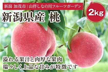 【2024年先行予約】新潟県産 桃 約2kg（約6～8個）フルーツギフト《7月中旬～お届け》夏の味覚 産地直送 加茂市 山伴しなの川フルーツガーデン