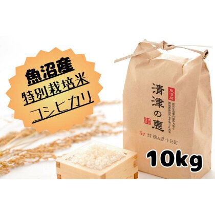 【令和5年産】魚沼産特別栽培米コシヒカリ［清津の恵］精米10kg（5kgx2袋）　【 米 お米 コメ おこめ こめ 精米 コシヒカリ こしひかり 10kg 新潟 】　お届け：ご入金確認後、順次配送