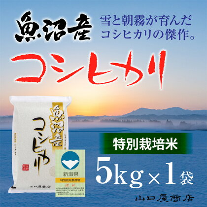 【厳選☆十日町育ち】“特別栽培米” 魚沼産コシヒカリ　5kg　【 お米 米 コメ コシヒカリ 魚沼産 】　お届け：順次発送