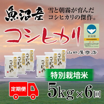 【定期便☆全6回】★令和5年産★“特別栽培米” 魚沼産コシヒカリ 5kg　【定期便・ お米 米 コメ コシヒカリ 魚沼産 】　お届け：10月中旬より順次発送致します。