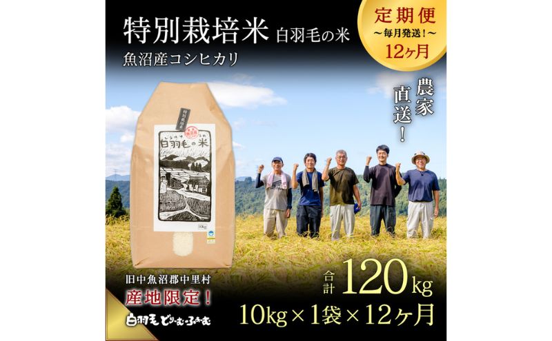 【ふるさと納税】【通年受付】≪令和5年産≫【定期便／全12回】農家直送！魚沼産コシヒカリ特別栽培「白羽毛の米」精米(10kg×1袋)×12回 120kg　【定期便・ お米 】　お届け：2023年10月01日から発送開始。通年受付にて、月1回全12回お届けいたします。