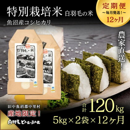 【通年受付】≪令和5年産≫【定期便／全12回】農家直送！魚沼産コシヒカリ特別栽培「白羽毛の米」精米(5kg×2袋)×12回 120kg　【定期便・ お米 】　お届け：2023年10月01日から発送開始。通年受付にて、月1回全12回お届けいたします。