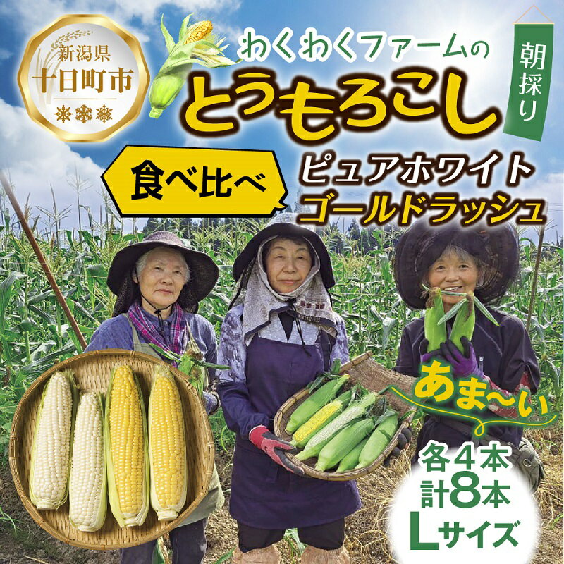 |先行予約受付| 令和7年産 朝採れ とうもろこし ゴールドラッシュ ピュアホワイト Lサイズ 各4本 計8本 食べ比べ 産地直送 新鮮 コーン 農園 野菜 農作物 わくわくファーム 送料無料 グルメ お届け:2025年7月10日以降、順次発送予定