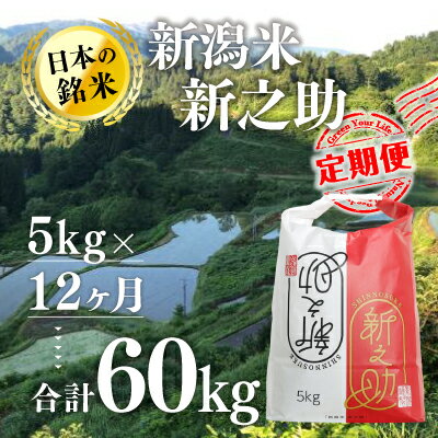 【12カ月定期便】新潟米新之助（精米）5kg　【定期便・ お米 米 コメ 】