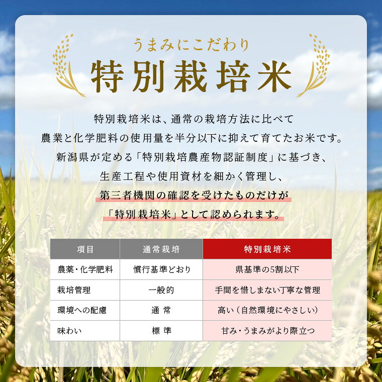 【ふるさと納税】令和7年産 特別栽培米 新潟県産コシヒカリ（白米）5kg,10kg 　令...