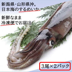 【ふるさと納税】 船内凍結するめいか 3尾×2袋 計6尾 セット 刺身 新潟 日本海 冷凍便 見附市 画像1