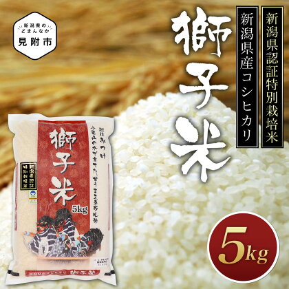 米 5kg 新潟県産 特別栽培米 コシヒカリ 令和5年産 「獅子米」 お米 精米 ごはん ブランド 品集 送料無料 新潟県認証米 安心安全