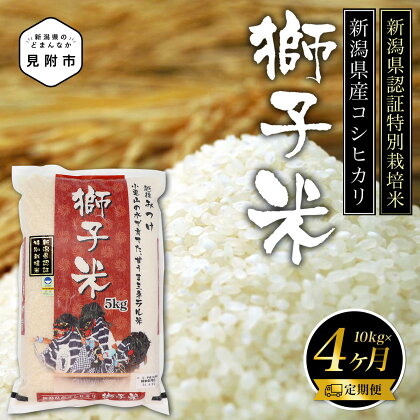 米 合計 40kg ( 10kg×4カ月 ）定期便 新潟 特別栽培米 令和5年産 コシヒカリ 「獅子米」 精米 したてを お届け 新潟 のど真ん中 見附市 こしひかり 米 お米 白米 国産 ごはん ご飯 県認証米 安心安全 送料無料