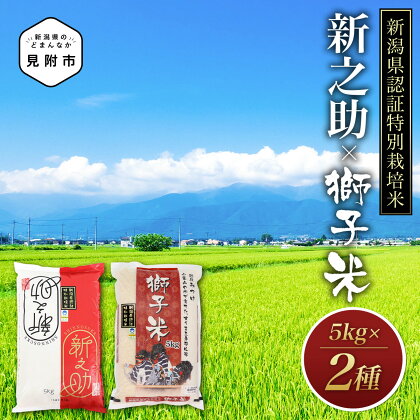 米 10kg ( 5kg×2種 ）新潟 特別栽培米 令和5年産 食べくらべセット コシヒカリ「獅子米」＆新之助 精米 したてを お届け 新潟 のど真ん中 見附市 こしひかり 米 お米 白米 国産 ごはん ご飯 県認証米 安心安全 ブランド 品集 送料無料