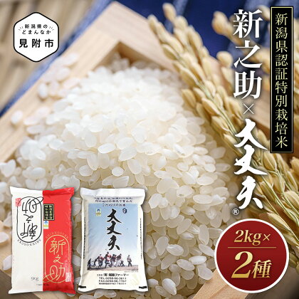 米 4kg ( 2kg×2種 ）新潟 特別栽培米 令和5年産 食べくらべセット コシヒカリ「大丈夫」＆新之助 精米 したてを お届け 新潟 のど真ん中 見附市 こしひかり 米 お米 白米 国産 ごはん ご飯 県認証米 安心安全 ブランド 品集 送料無料