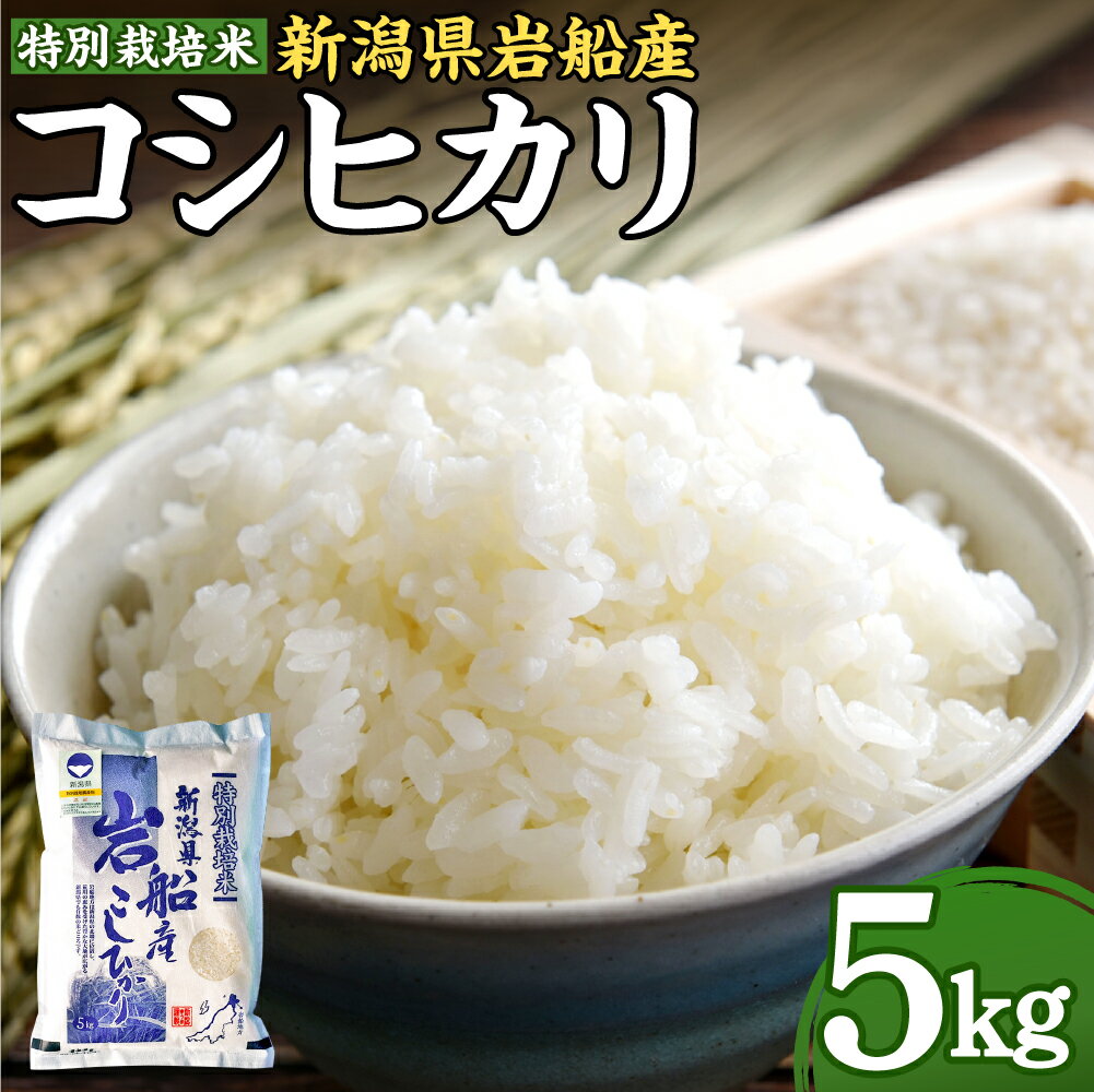 【令和5年産米】特別栽培米 新潟県 岩船産 コシヒカリ 5kg 米 精米 白米 ご飯 ごはん 村上市 A4189